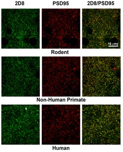 MilliporeSigma Mouse anti-pan-AMPA receptor (GluR1-4), Clone: 2D8, 100&mu;g:Antibodies,